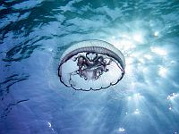 Голубая аурелия вернулась в воды Эйлатского залива