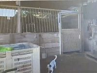 Держали нелегала в клетке: арабы из Калансуа задержаны за похищение и рэкет