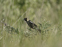 Не декор, а защита от хищников: птицы используют змеиную кожу для своих гнезд