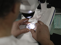 Израильские биологи сделали важный шаг к открытию тайны развития эмбриона