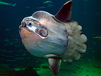 Рыба страдала от одиночества, поэтому сотрудники аквариума создали иллюзию присутствия зрителей