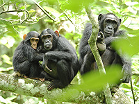 Мочеиспускание 