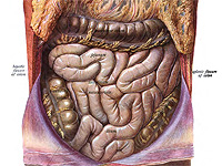 Израильские ученые заставили кишечник 