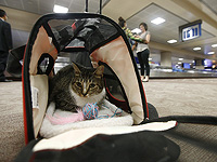 Кошку по ошибке оставили в самолете, за 24 часа она совершила три перелета