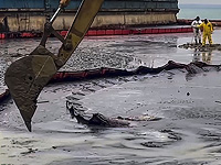 Экологическая катастрофа в Керченском заливе: погибли около 70 дельфинов