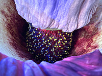 Растение-труп привлекает особую публику. Фотогалерея