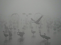 Серые журавли на озере Хула. Фоторепортаж