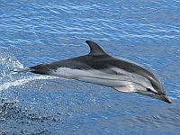 На побережье Израиля выбросился полосатый дельфин, спасти его не удалось