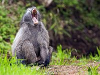 Исследование показывает, что даже альфа-самцы бабуинов испытывают стресс из-за самок