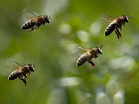 Ученые прикрепили QR-коды к тысячам пчел, чтобы узнать, как далеко они на самом деле летают