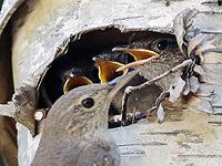 Певчие птицы погибают из-за пестицидов, обнаруженных в средствах от блох для домашних животных