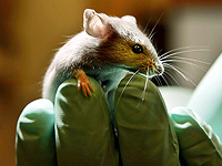 Ученые разработали препарат, который предотвратил сердечную недостаточность у мышей после инфаркта