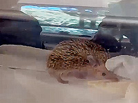 Гидротерапия для выздоравливающего ежа: в 