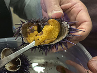 Пандемия среди морских ежей распространилась из Красного моря в Индийский океан