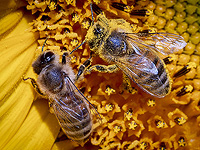 Пчелы реже жалят, когда находятся в паре