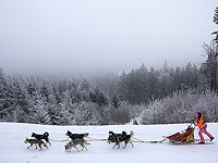Как перевод часов влияет на служебных собак и домашних питомцев