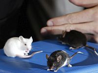 Ученые используют генную инженерию для создания мышей с 