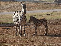 Майкл Джексон из 