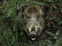 Возле мошава Бен-Ами дикий кабан покусал подростка