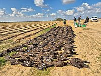 Экологическая катастрофа в Негеве: отравлены сотни охраняемых хищных птиц