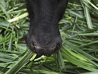 На Голанских высотах обнаружен больной бешенством теленок