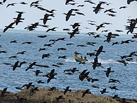 В этом году в Израиль слетелось рекордное количество бакланов из Украины