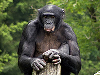 У обезьян бонобо обнаружили способность, которая ранее считалась уникальной для человека