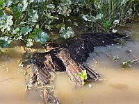 Пестицид смыло дождем, и он отравил воду: в Негеве погибли более 900 черных коршунов