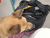 Служебная собака Йоги обнаружила оружие, спрятанное в гараже в Яффо