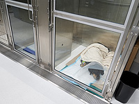 Собаки, подвергавшиеся воздействию бытовой химии, чаще заболевают раком