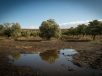 Подано обвинение против израильтянина, обстрелявшего арабов, которые собирали оливки
