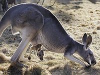 Австралийские ученые впервые создали эмбрионы кенгуру с помощью ЭКО