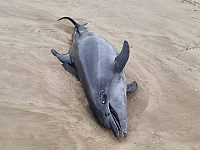 Буря вынесла на берег двух погибших дельфинов и раненую морскую черепаху