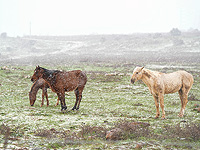 В Израиль вновь заглянула зима. Фоторепортаж из заповедников и парков