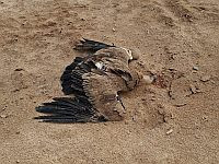 Вслед за сотнями черных коршунов: в Негеве погиб от отравления гриф А31