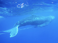 Песни горбатых китов структурно похожи на человеческий язык