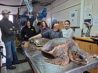 18 морских черепах выбросило на берег во время шторма, семь из них погибли