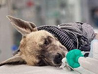 В больнице при 