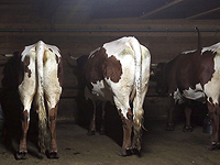 Как вакцина от 