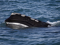 Некоторые виды усатых китов специально поют тише, чтобы избежать встречи с косатками