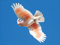 Попугаи какаду проявляют аппетит к соусам, когда едят пресную пищу