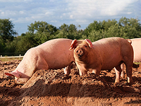 Влияние человека изменило черепа свиней всего за столетие
