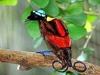 Многие виды райских птиц могут излучать свет через свое оперение