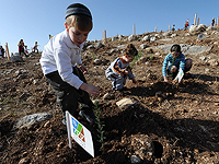 Из-за войны в 2023-2024 году посадили значительно меньше садов и лесов