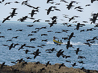 Семья, укравшая деньги из забытой сумки на озере Хула, попала на камеры для птиц