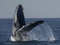 Опубликовано видео того, как кит проглотил и выплюнул человека около побережья Чили