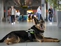 Собаки помогают остановить инвазивных вредителей, распространяемых авиапассажирами