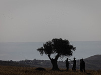 Палестинские источники сообщают о нападении поселенцев возле Бейт-Лехема, более 10 пострадавших