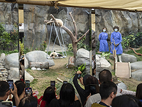 В Гонконге детеныши панды-близнецы впервые появились перед публикой