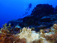 Жизнь эйлатских кораллов за последние 5000 лет была трудной, но они справились